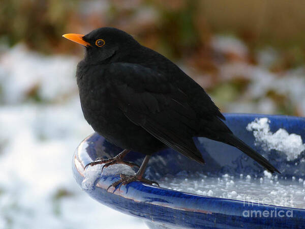 Blackbird Poster featuring the photograph Blackbird in winter by Phil Banks