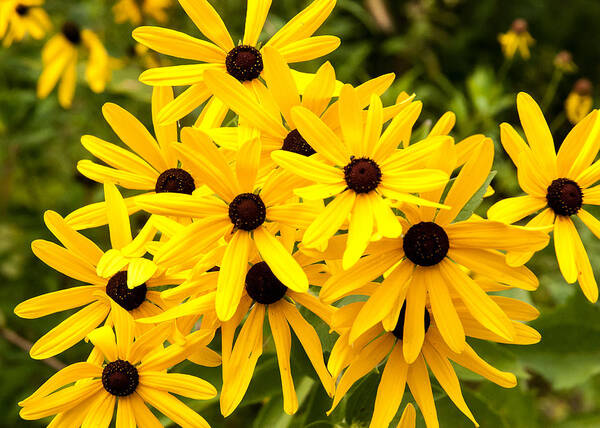 Floral Poster featuring the photograph Blackeyed Susan by Tom Potter