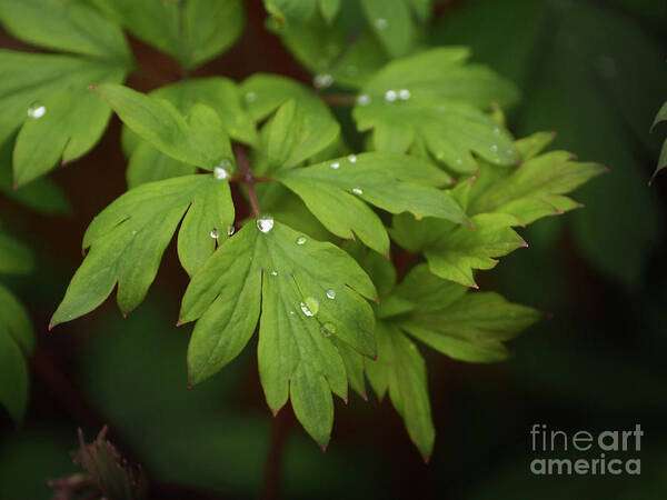 Flowers Poster featuring the photograph Bleeding Heart Leaves After The Rain by Dorothy Lee