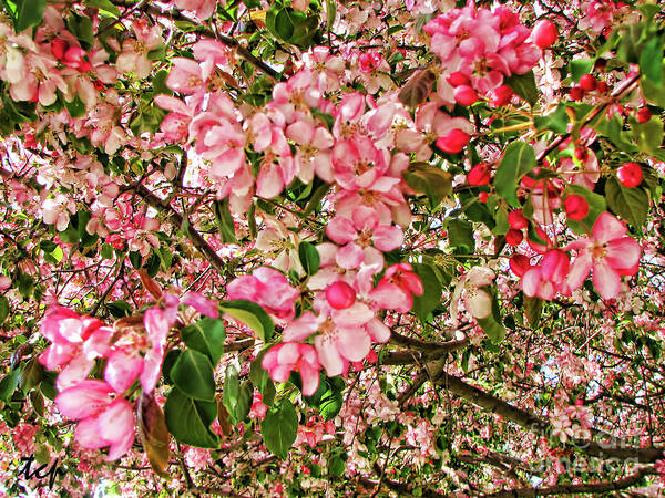 Pink Poster featuring the photograph Blossoms by Traci Cottingham