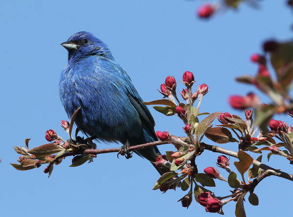 Indigo Bunting Poster featuring the photograph Blue Beauty by Duane Cross