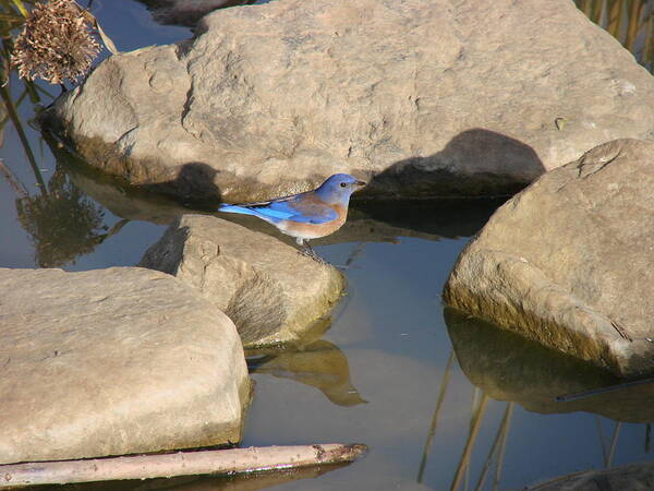 Bluebird Poster featuring the photograph Blue Bird by the water by Liz Vernand