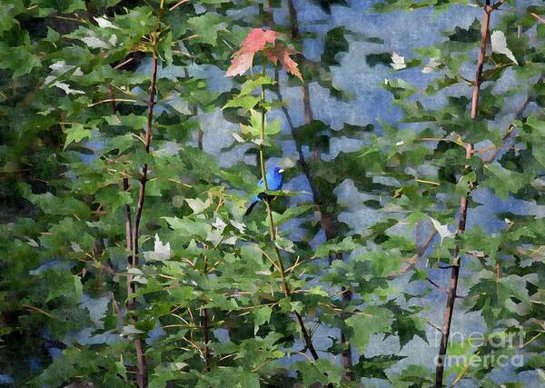 Bird Poster featuring the photograph Blue Bird On Silk by Gary Smith