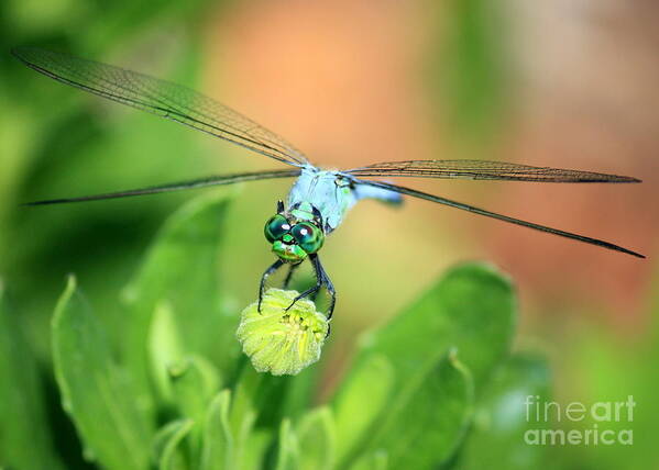 Dragonfly Poster featuring the photograph Blue Dragonfly and Bud by Carol Groenen