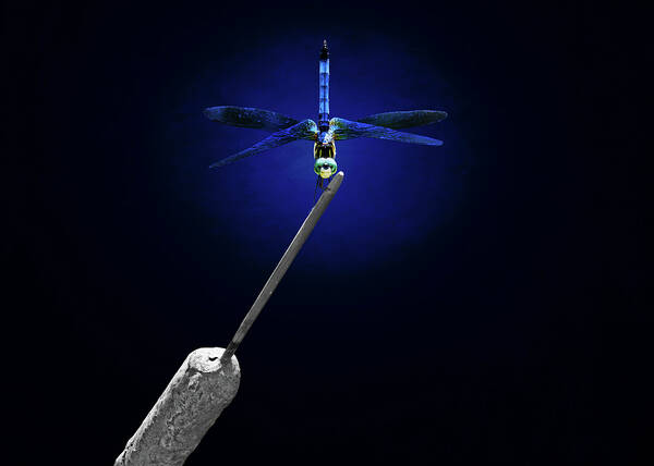 Dragonfly Poster featuring the photograph Blue Dragonfly by Steven Michael