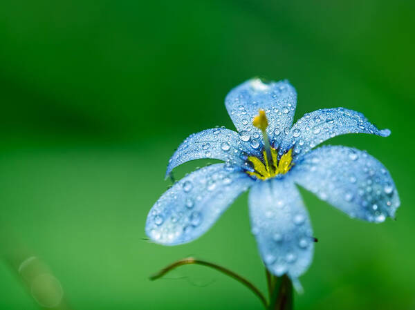 Flower Poster featuring the photograph Blue Eyed Grass Flower by Brad Boland