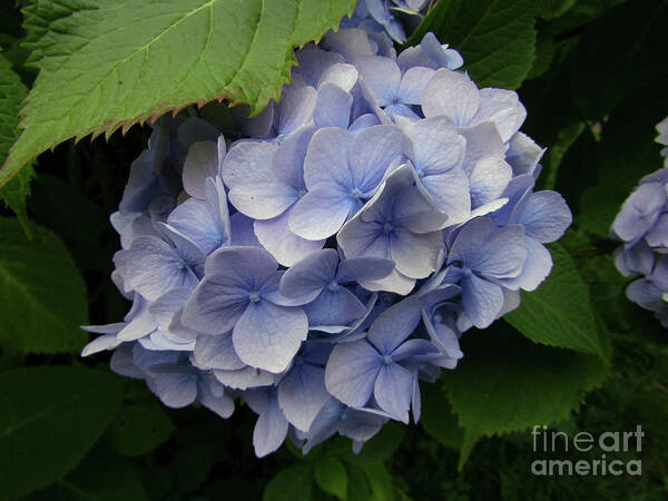 Hydrangea Poster featuring the photograph Blue Hydrangea Blooms by Kim Tran
