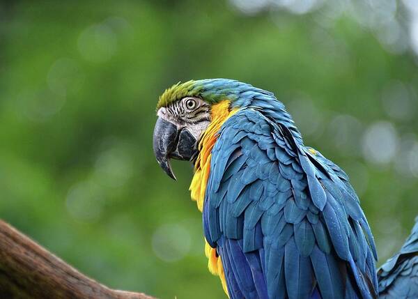Macaw Poster featuring the photograph Blue Macaw by Ronda Ryan