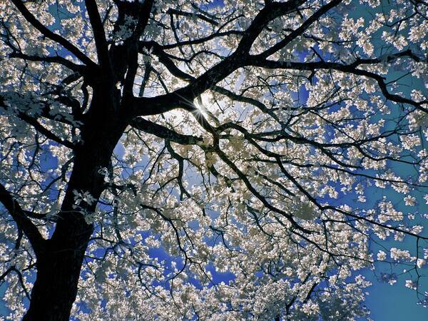 Infrared Poster featuring the photograph Blue Skies Smiling at Me by Linda Unger