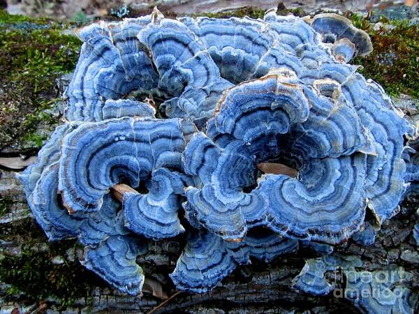 Blue Turkeytail Fungi Images Blue Fungi Prints Blue Mushrooms Blue Polypore Images Blue Shelf Fungi Photography Nature Photography Blue Mushrooms Vivid Fungi Vivid Mushrooms Maryland Mycology Blue Forest Flora Prints Rare Nature Prints Rare Mushrooms Maryland Fungi Oldgrowth Forest Biodiversity Conservation Wildlife Photography Natural Design Green Interior Design Wall Art Wall Decor Office Decoration Forest Flora Blue Shrooms Trippy Images Psychedelic Images Wild Mushroom Prints Forest Art Woodland Wonders Blue Flora Prints Blue Design Blue Concentric Design Natural Patterns Myco Azul Natural Science Natural Wonders Natural World Wildlife Habitat North American Seasonal Forest Ecology Temperate Forest Fungi Mature Woodland Natural Features Natural Selection Blue Art Baby Blue Ice Blue Overlapping Pattern Natural Life Discovery Nature Walk Rare Prints Rare Images Unique Images Wild Images Wild Pics Cool Pics Screen Savers Wall Paper Forest Biome Home Design Office Decor Exploration Images Journey Images Tree Hugger Environmentalist Earth Images Appalachian Mountain Flora Blue Trametes Versicolor Images Azul Trametes Versicolor Prints Poster featuring the photograph Blue Turkeytail by Joshua Bales