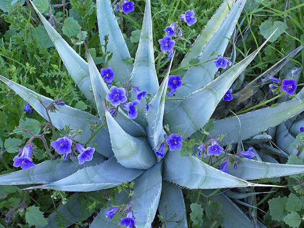 00176660 Poster featuring the photograph Bluebell And Agave by Tim Fitzharris