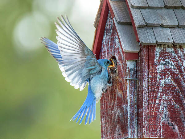 Bluebird Poster featuring the photograph Mountain Bluebird Parenting by Judi Dressler