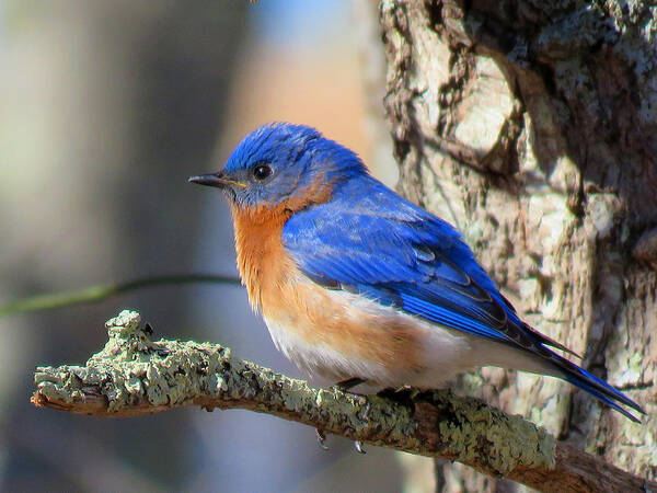 Blue Bird Poster featuring the photograph Blue Bird Vibrancy by Dianne Cowen Cape Cod Photography