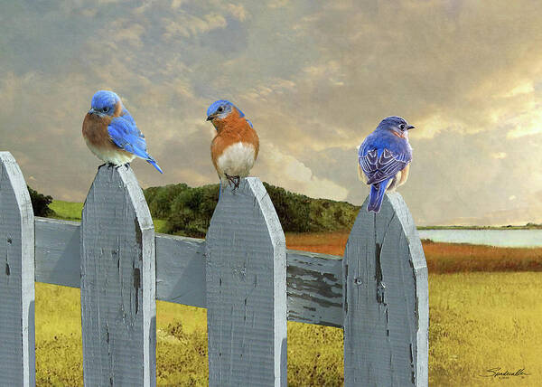 Birds Poster featuring the digital art Bluebirds In My Heart by M Spadecaller