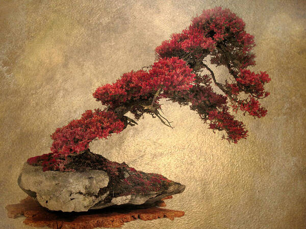 Bonsai Poster featuring the photograph Bonsai Display by Jessica Jenney