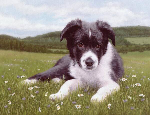 Dog Poster featuring the painting Border Collie Puppy Painting by Rachel Stribbling