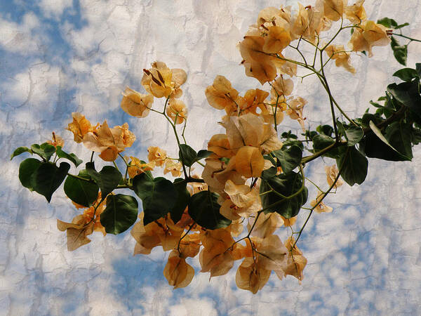 Bougainvillea Poster featuring the photograph Bougainvillea Bloom by Rose Hill