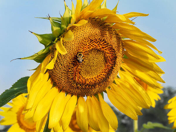 Sunflower Poster featuring the photograph Bowed Sunflower by Paula Ponath