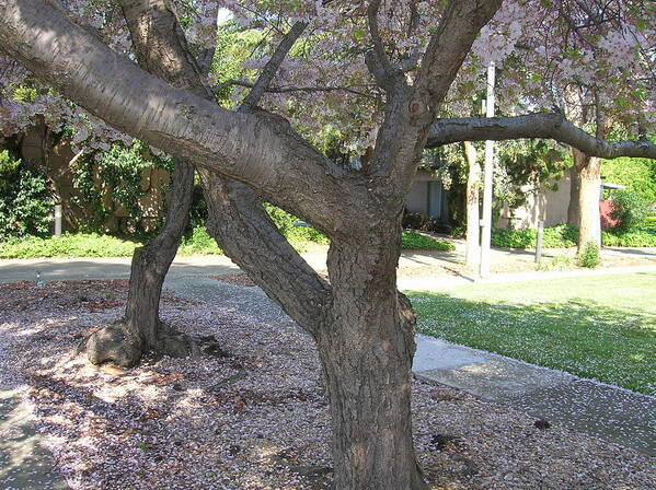 Cherry Tree Poster featuring the photograph Branches of the Cherry Tree by Carolyn Donnell