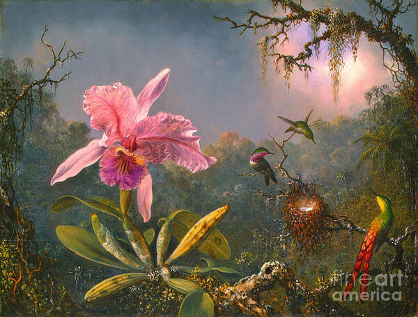 Brazilian Orchid Poster featuring the photograph Brazilian Orchid and Hummingbirds 1871 by Padre Art