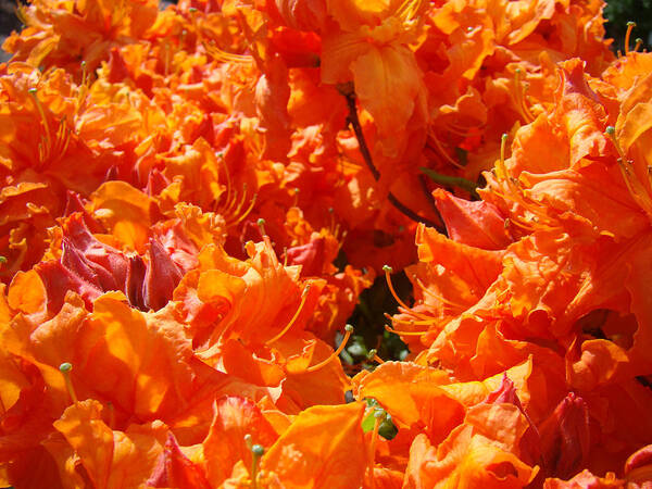 Rhodie Poster featuring the photograph Bright Orange Rhodies Art Prints Canvas Rhododendons Baslee Troutman by Patti Baslee