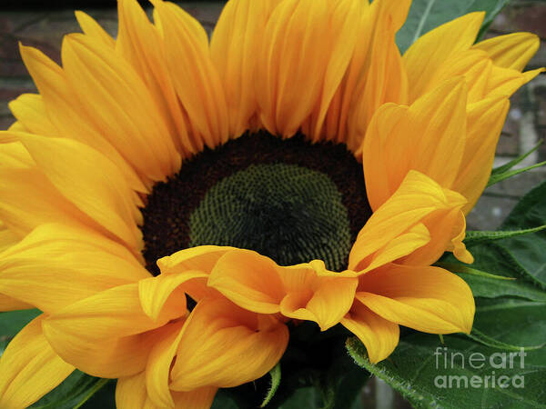 Sunflower Poster featuring the photograph Bright Sun 5 by Kim Tran