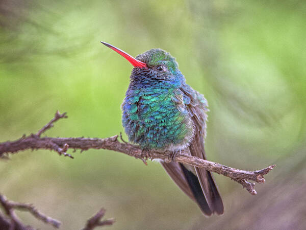 Broad Poster featuring the photograph Broad-billed Hummingbird 3652 by Tam Ryan