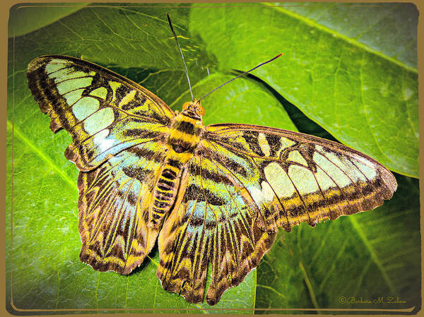 Butterfly Poster featuring the photograph Brown-Green Butterfly by Barbara Zahno