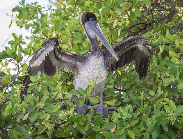 Birds Poster featuring the photograph Brown Pelican, Santa Cruz, Galapagos by Venetia Featherstone-Witty