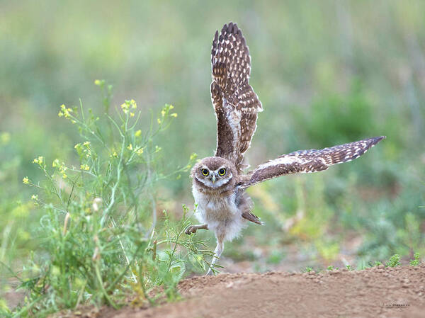 Burrowing Owls Poster featuring the photograph Helloooo There by Judi Dressler