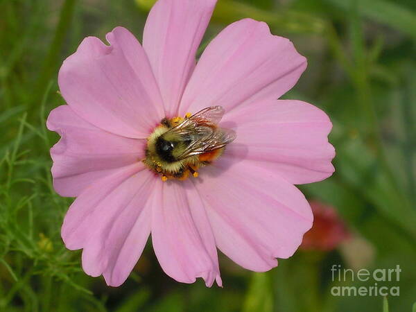Cosmo Poster featuring the photograph Busy Bee on Cosmo by Sonya Chalmers