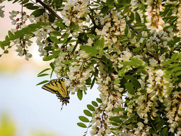 Butterfly Poster featuring the photograph Butterfly on a Flowering Tree by Christopher Johnson