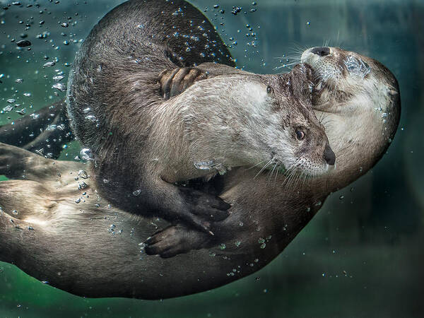 Otters Poster featuring the photograph By the Skin in His Teeth by Greg Nyquist