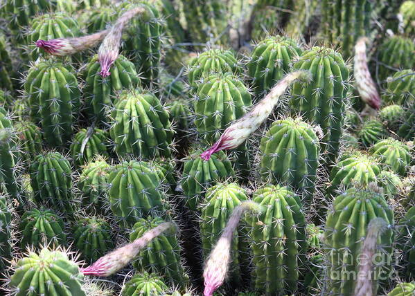 Cactus Poster featuring the photograph Cactus Drama by Carol Groenen