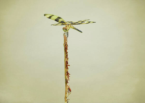Dragonfly Poster featuring the photograph Calico Pennant Dragonfly by Steven Michael