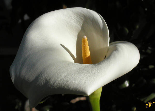 Flowers Poster featuring the photograph Calla Lily-Santa Monica - 2005 by Ann Tracy