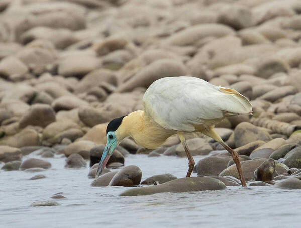 Peru Poster featuring the photograph Capped Heron by Lee Alloway