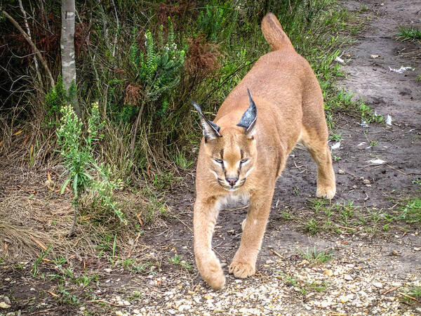 100217 Rep South Africa Expedition Poster featuring the photograph Caracal Hunting by Gregory Daley MPSA