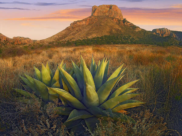 00175597 Poster featuring the photograph Casa Grande Butte With Agave by Tim Fitzharris