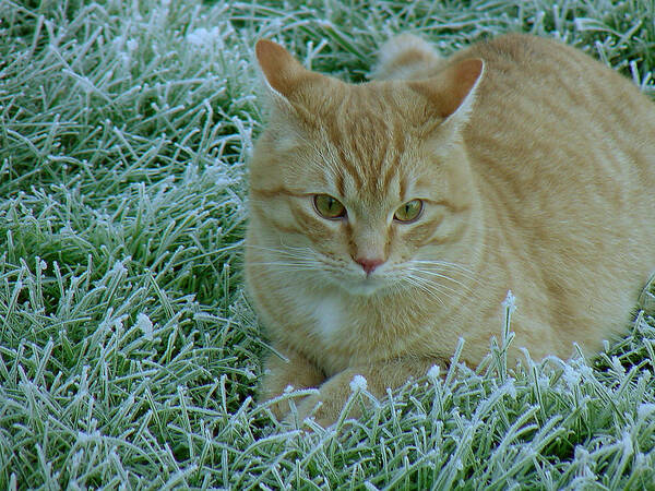 Green Poster featuring the photograph Cat in Frosty Grass by Shirley Heyn