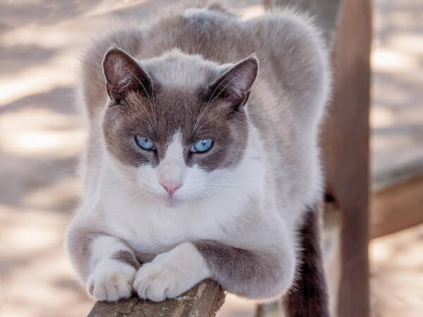 Cat Poster featuring the photograph Cat on a Wooden Fence by Derek Dean