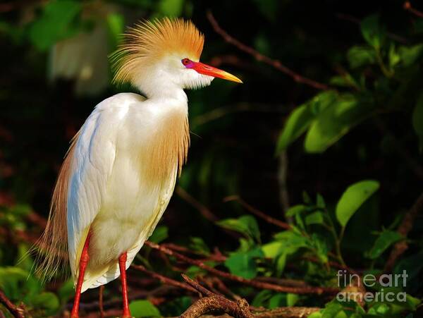 Cattle Egret Poster featuring the photograph Cattle Egret by Julie Adair