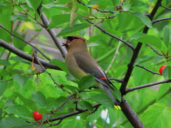 Bird Poster featuring the photograph Cedar Waxwing by Cheryl Charette