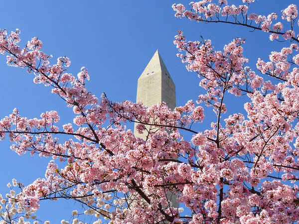 Cherry Poster featuring the photograph Cherry Blossoms at the Monument by Christopher Spicer