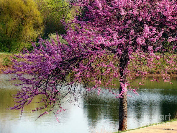 Tree Poster featuring the photograph Cherry Blossoms by the Pond by Sue Melvin