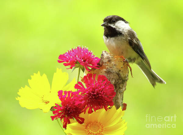 Bird Poster featuring the photograph Chickadee Among Bright Flowers by Max Allen