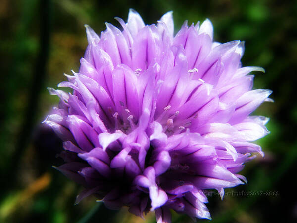 Chives Poster featuring the photograph Chive Blossom by Mimulux Patricia No