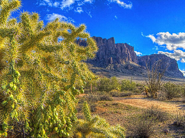 Cholla Poster featuring the photograph Cholla among the Superstition Mountains by Roger Passman