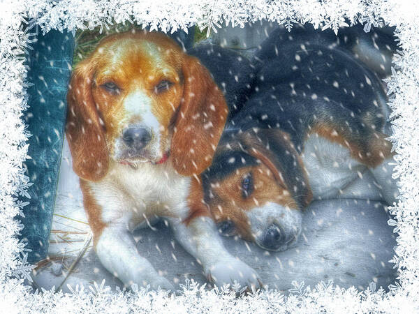 Beagles Poster featuring the photograph Christmas Brothers by Amanda Eberly