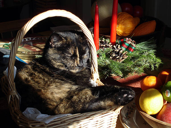 Christmas Poster featuring the photograph Christmas Cat Basket by Laura Tasheiko